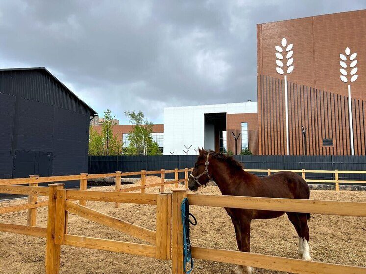 В КБР прошёл традиционный Кубок республики по конным пробегам