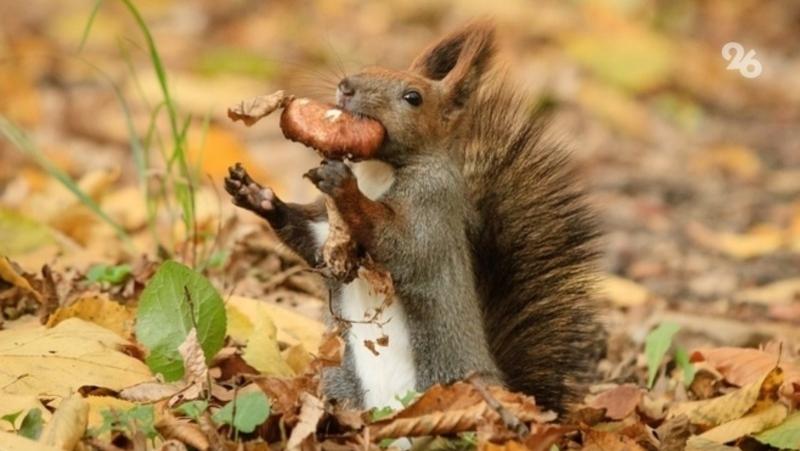 В Курортном парке Железноводска планируют увеличить популяцию белок