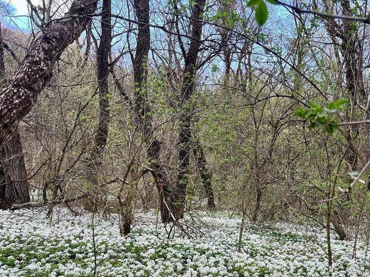 В лесах Ставрополья установят камеры видеонаблюдения для предотвращения пожаров
