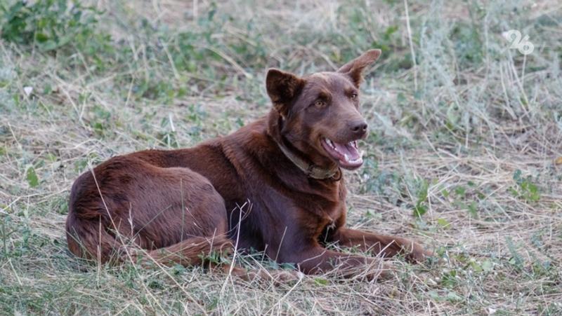 В Минводах возбудили уголовное дело после нападения стаи собак на женщину