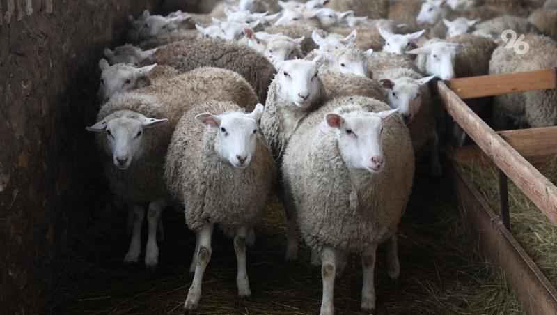 В Нефтекумском округе заготовили корм для скота на время зимовки