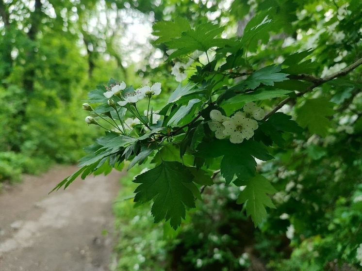 В Северной Осетии высадят более 64 тысяч деревьев