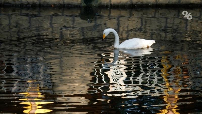 В Ставропольском крае после холодной зимы выпустили на волю лебедя-шипуна