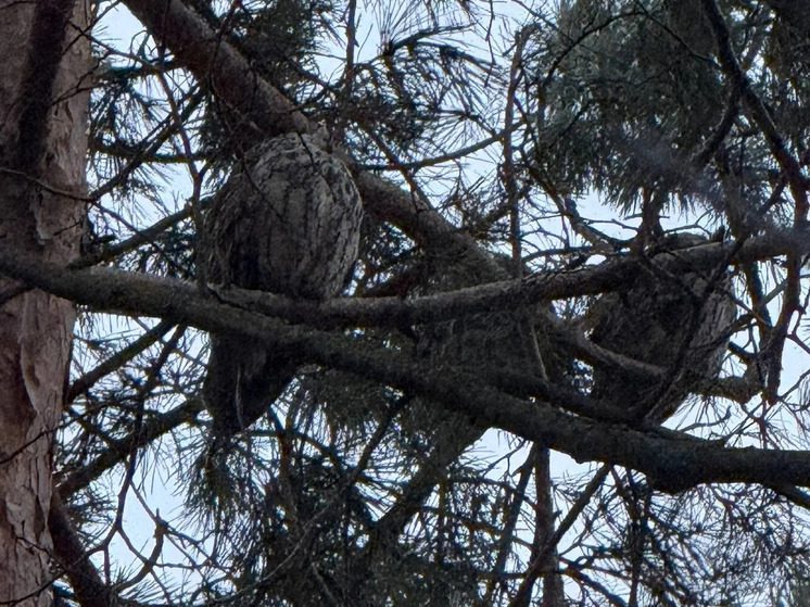 В Железноводске совы начали вить гнёзда