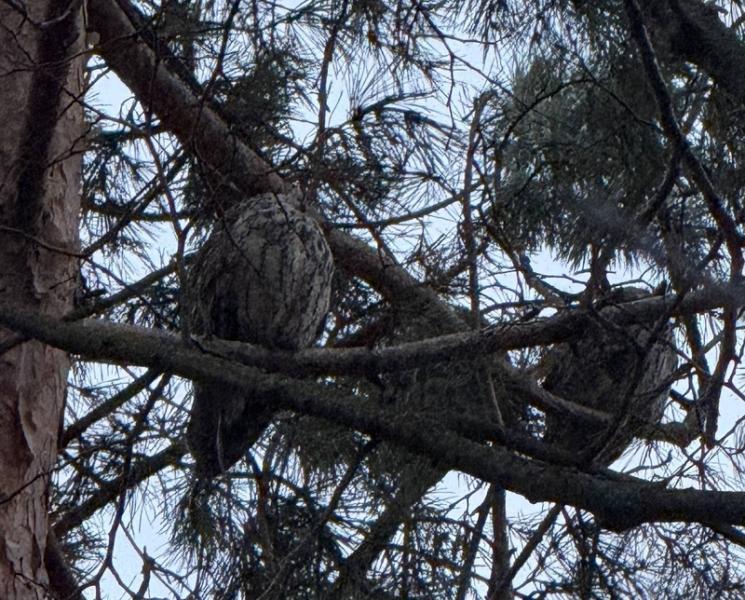 В Железноводске заметили активное гнездование сов