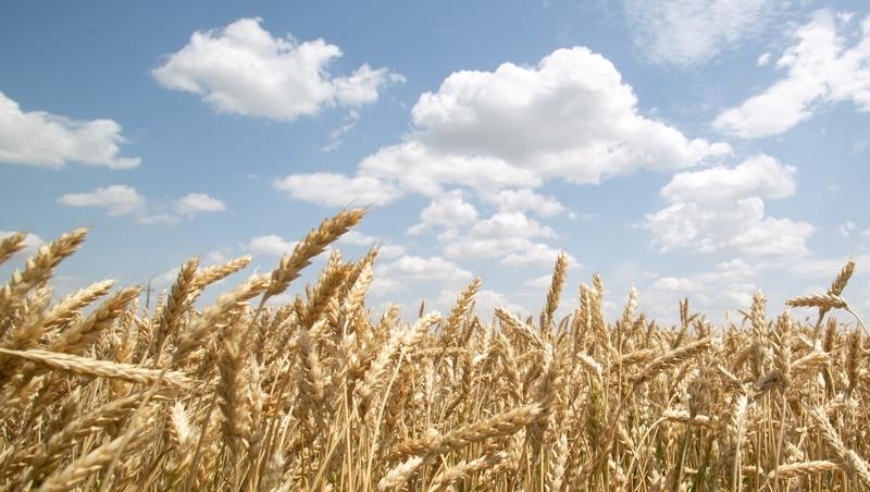 Валентина Матвиенко отметила рекордный урожай зерна, собранный на Ставрополье