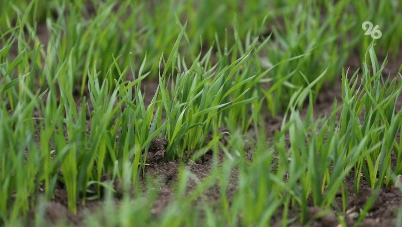 Весенняя посевная на Ставрополье пройдён на 1 млн гектаров &mdash; губернатор