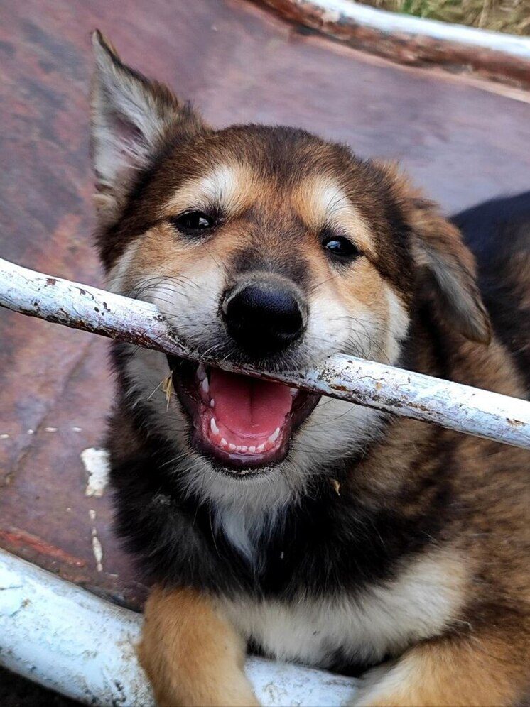 Во всех районах Осетии откроют пункты для временного содержания бездомных животных