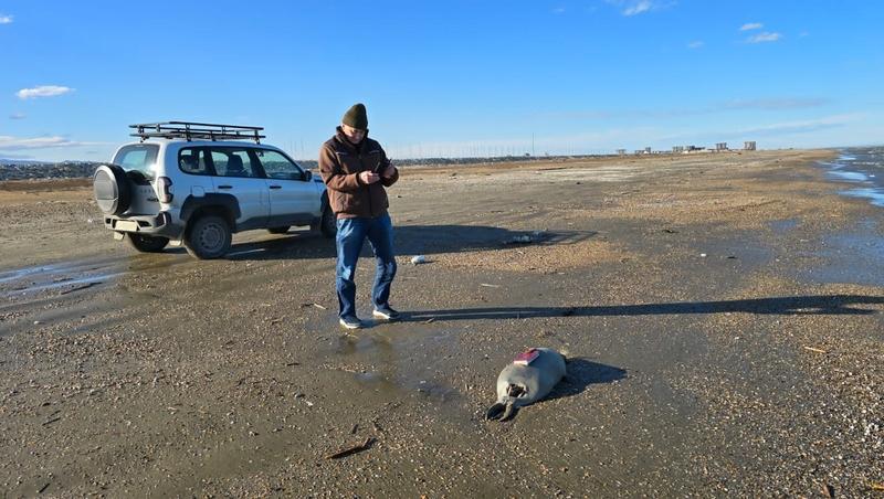 Выход со дна Каспийского моря газов мог статья причиной гибели птиц и тюленей