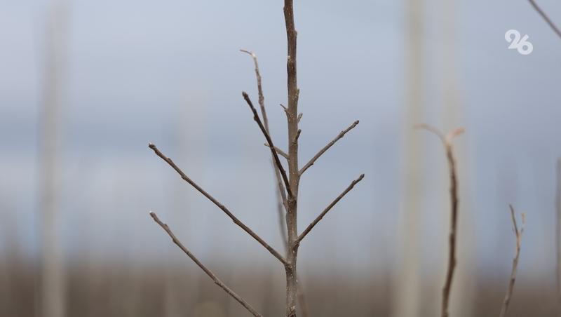 Зимнюю обрезку плодовых деревьев на Ставрополье проведут на 7,3 тыс. га