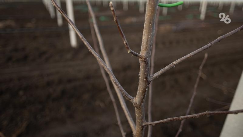 Зимнюю обрезку плодовых деревьев на Ставрополье проведут на 7,3 тыс. га