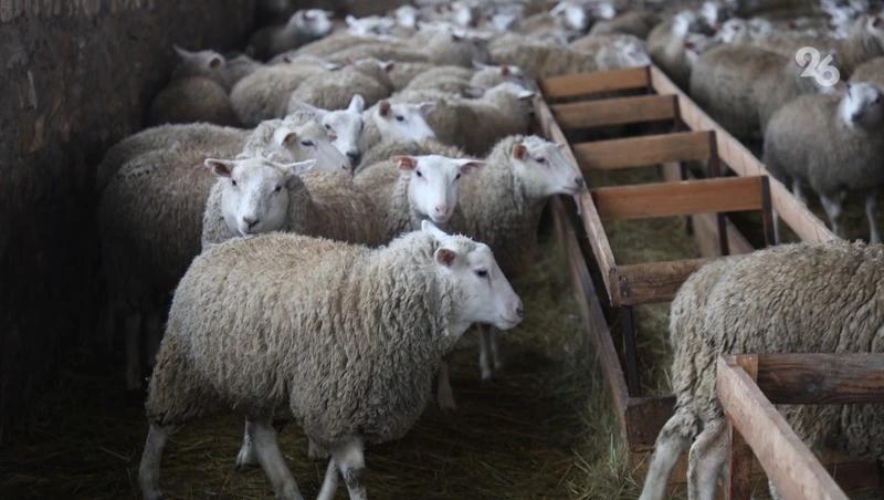 360 тыс. ягнят ждут животноводы Ставрополья в начавшейся окотной кампании