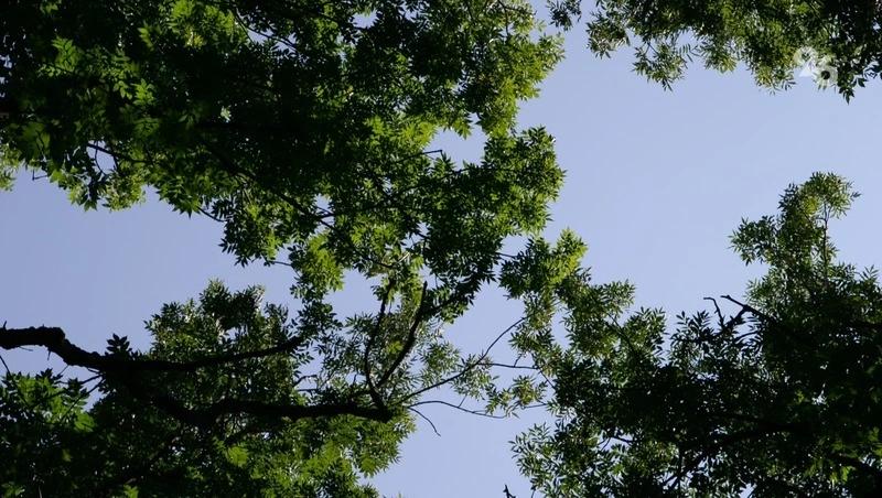 Аллея из 200 катальп появилась в Кочубеевском округе