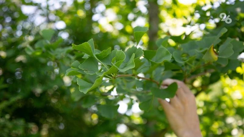 Аллея из 200 катальп появилась в Кочубеевском округе