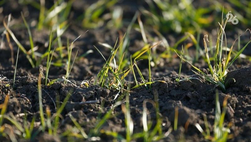 Азотную подкормку озимых культур проводят в Минераловодском округе