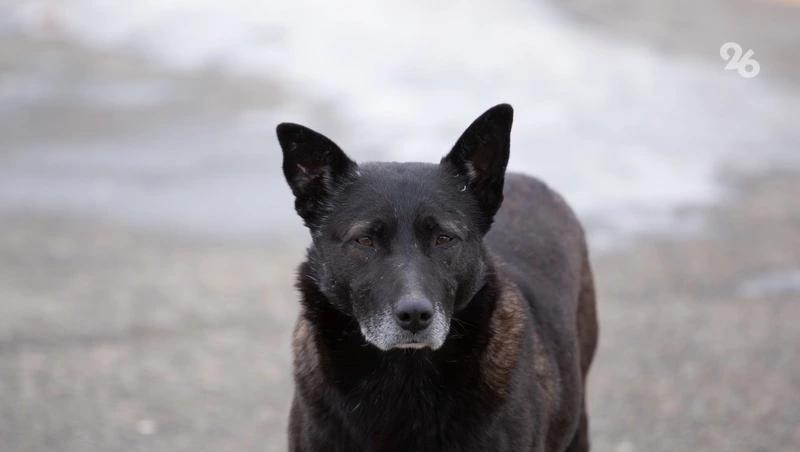 Бастрыкину доложат о расследовании дела о нападении собак на мальчика в Дагестане