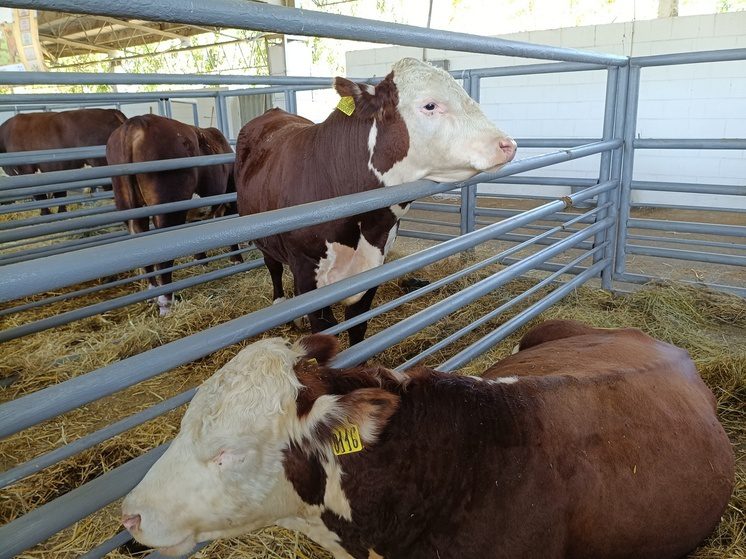 Беларусь ввела запрет на ввоз ставропольского скота и ряда продуктов из-за эпизоотической ситуации