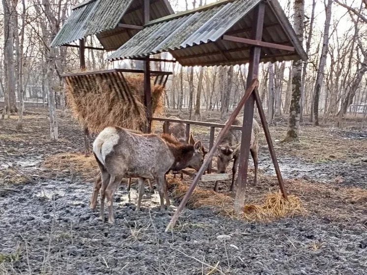 Благородные олени в парке «Шерстяник» в Невинномысске получили витаминный корм