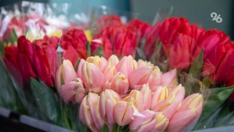 Более 4 млн тюльпанов вырастили к 8 Марта в Кочубеевском округе