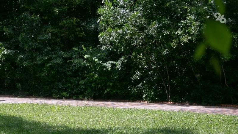 Дмитрий Патрушев: Россия обходится своими семенами для восстановления лесов