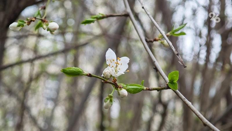 До +14 градусов потеплеет на Ставрополье 23 марта