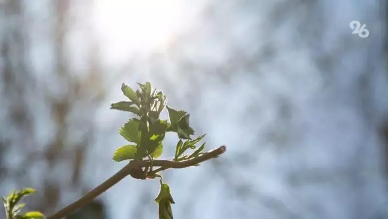 До +17 прогреется воздух на Ставрополье к 22 марта
