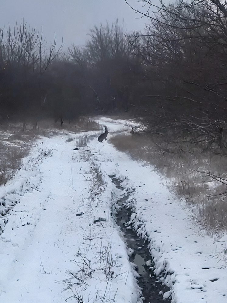 Фотоловушка Минприроды Ставрополья зафиксировала зайцев в брачный сезон