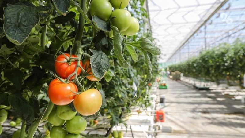 Интеллектуальную систему мониторинга теплиц разработают на Ставрополье