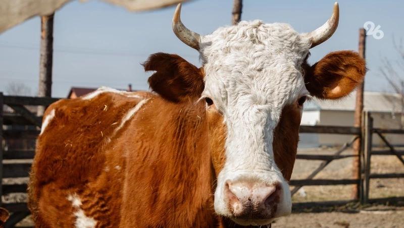 Ипатовские животноводы готовятся получить более 3,3 тыс. телят