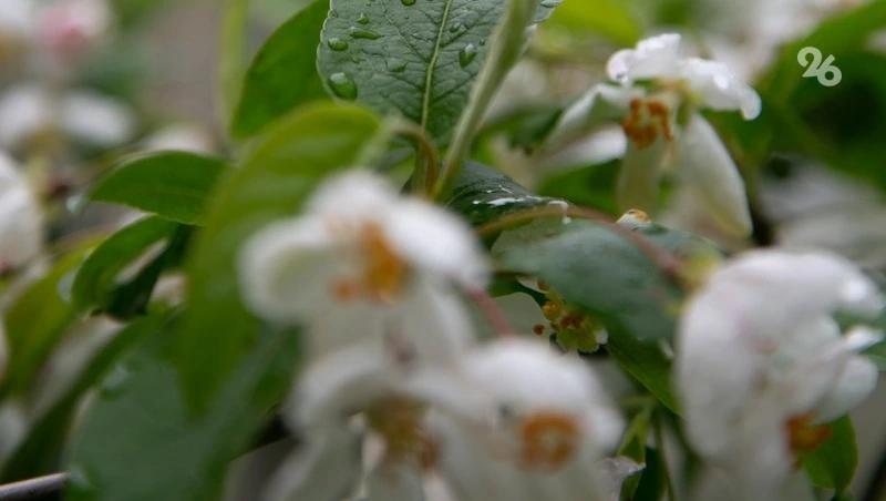 Юрист: Сбор некоторых первоцветов может обернуться штрафом до 1 млн рублей