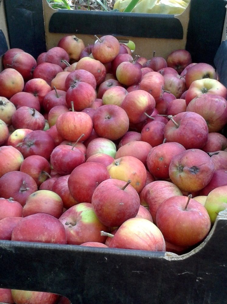 Кабардинские яблоки участвуют в голосовании за лучший органический бренд России