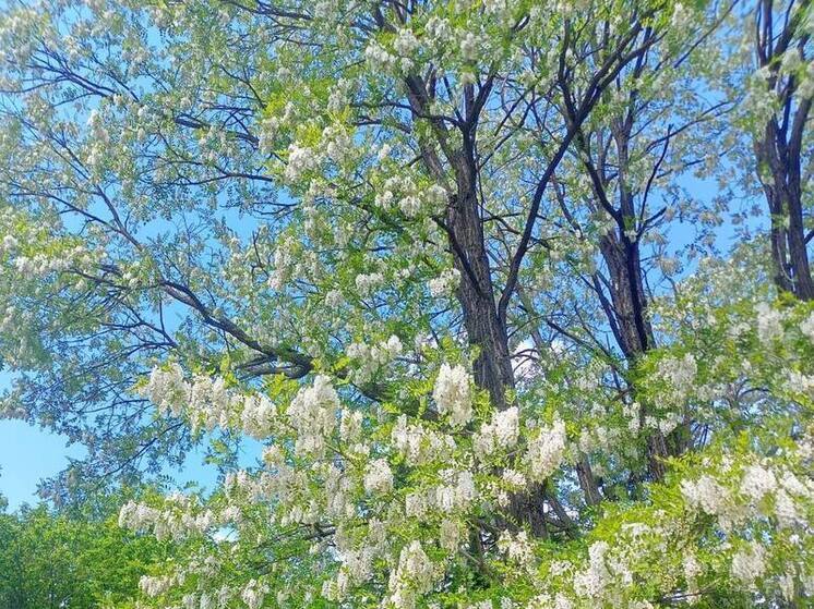 Лесхозы Ставрополья получили первые системы видеонаблюдения для обнаружения пожаров