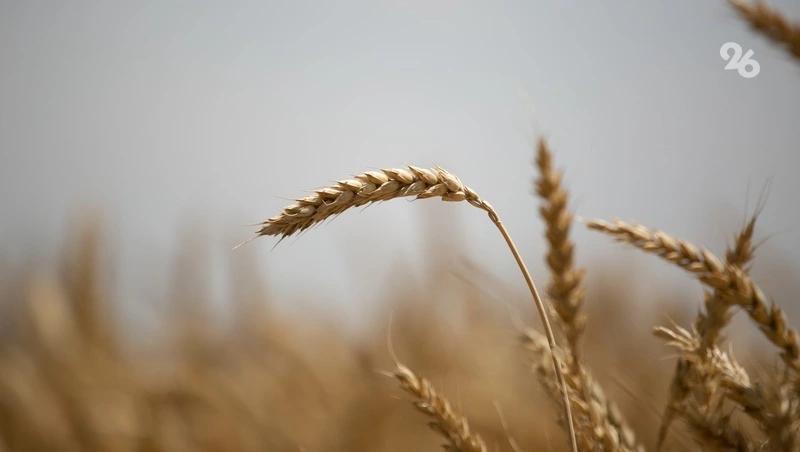 На Ставрополье действуют отдельные программы по развитию КФХ