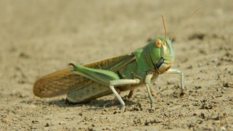 На Ставрополье достаточно препаратов для борьбы с саранчой