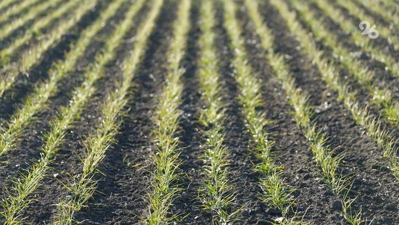 На Ставрополье яровые культуры посеют на 1 млн га