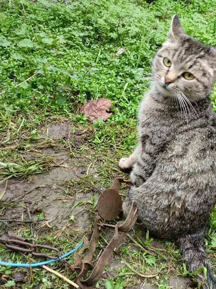 На Ставрополье спасли кошку, попавшую в капкан