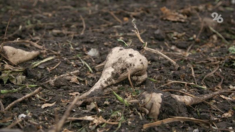 На Ставрополье засеяли более 30% от запланированных площадей сахарной свёклы