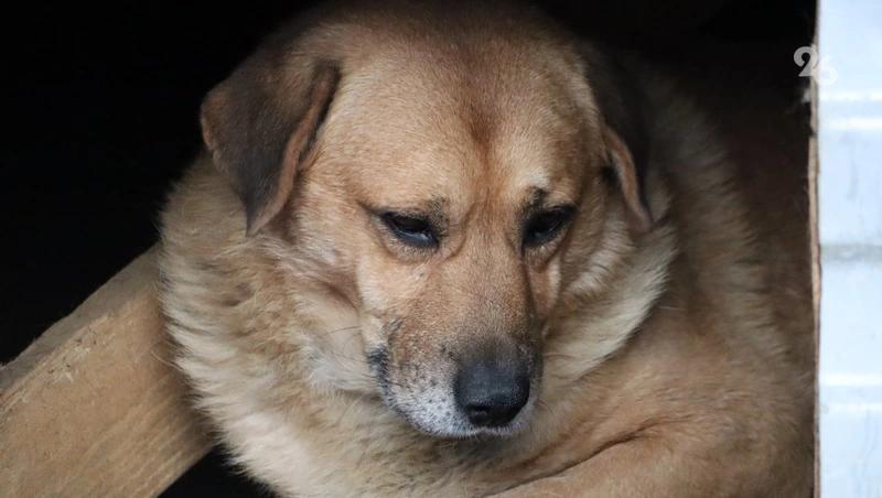 Подростку выплатили 35 тыс. рублей компенсации за нападение пса на Ставрополье