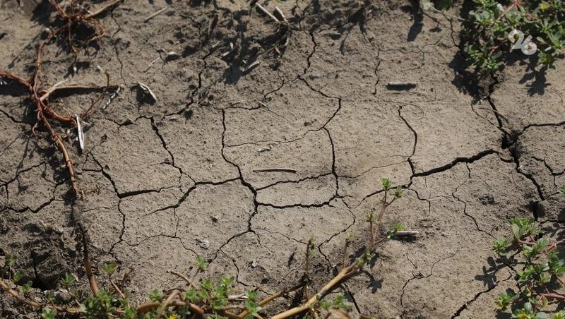 Программу борьбы с опустыниванием на Ставрополье планируют подготовить к лету