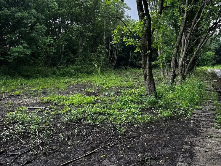  Прокуратура добилась взыскания 3,9 млн рублей за незаконную вырубку леса в Железноводске