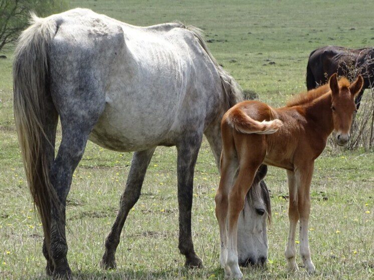 Рамзан Кадыров: общение с животными помогает перезагрузиться