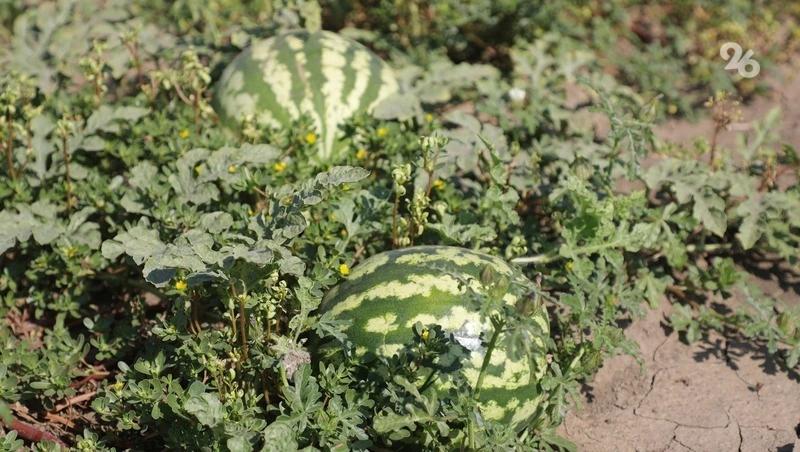 Сезон арбузов на Кубани может начаться раньше июля