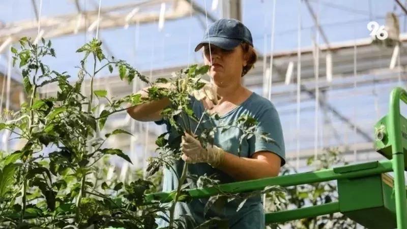 Школьники Кировского округа выращивают баклажаны на уроках в агроклассе