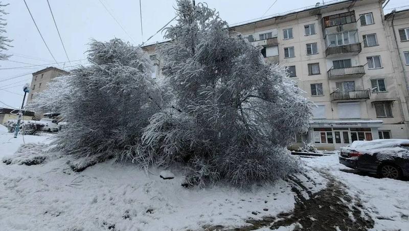 Сильный снегопад повалил четыре дерева в Кисловодске
