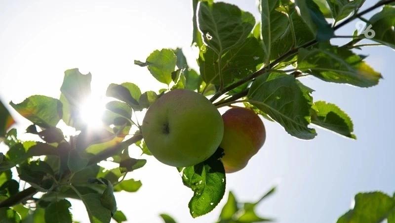 Спасать сады от вредителей пестицидами рекомендовали ставропольцам