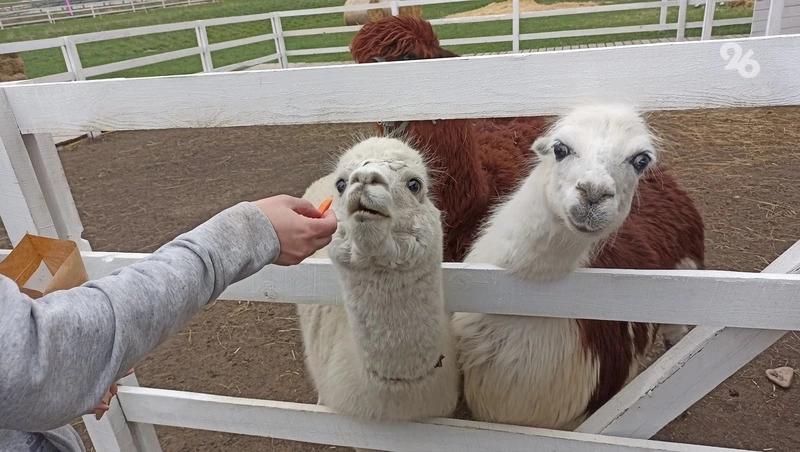 Спикер Думы Ставропольского края поддержал законопроект о сельском туризме