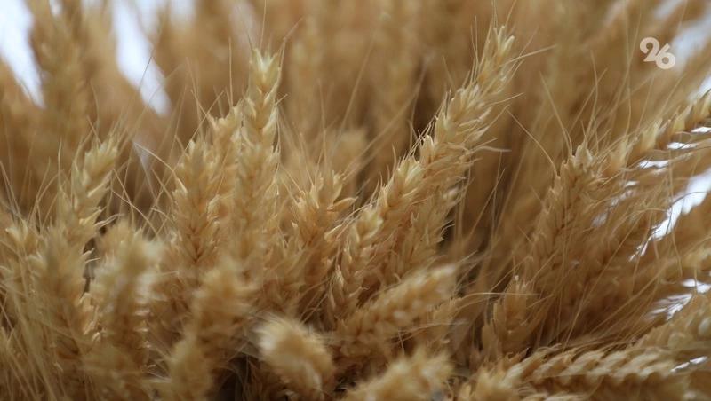 Ставрополье экспортировало более 113 тыс. тонн аграрной продукции с начала года