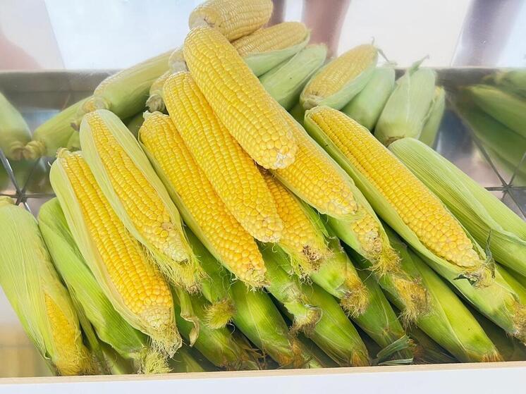 Ставрополье стало центром определения стратегии развития отечественной селекции кукурузы