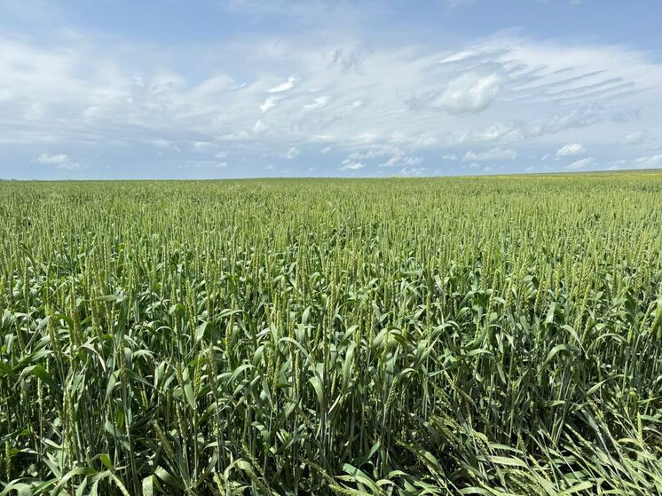 Ставрополье в начале 2026 года вдвое нарастило экспорт зерна