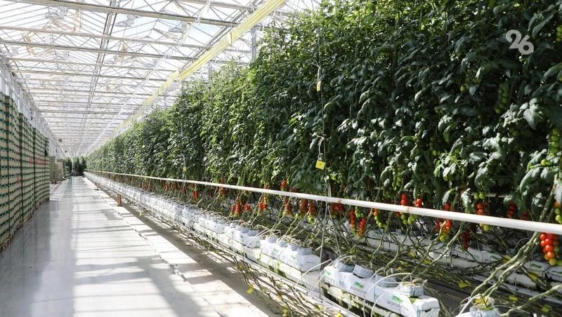 Ставрополье вошло в топ-5 регионов по производству тепличных овощей